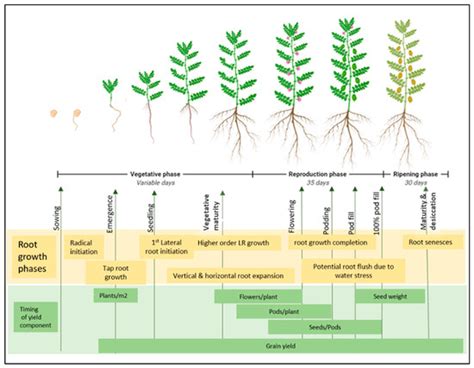 Plants | Special Issue : Structure and Function of Roots