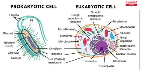 Difference Between Prokaryotic and Eukaryotic Cell for Class 9 & 11 ...