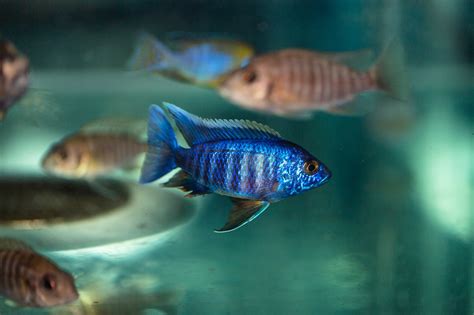 Image result for Poisson Animal