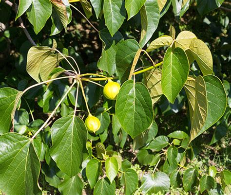 Organic/Conventional Butter