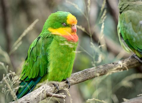 Image result for Brooding Parrot