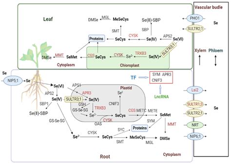 Illumina RNA and SMRT Sequencing Reveals the Mechanism of Uptake and ...