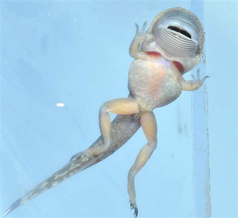 Coastal Tailed Frog – Pearson Ecological