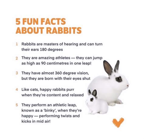 5 Fun Facts About Rabbits and Their Ears
