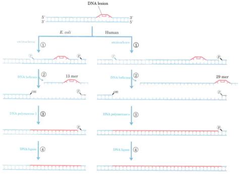 Steps to DNA Repair 的图像结果