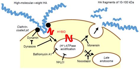 Role of HYBID (Hyaluronan Binding Protein Involved in Hyaluronan ...