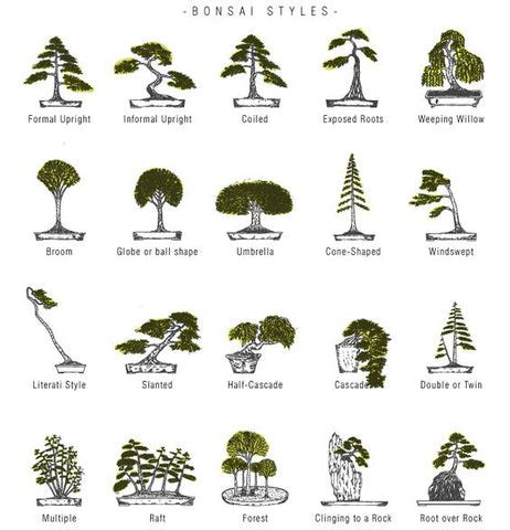 Bonsai Caring and Styling Tips