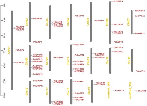 Genome-Wide Identification and Comprehensive Analysis of the GARP ...