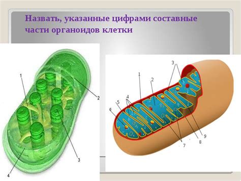 Одномембранные и двухмембранные органоиды