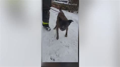 Dog abandoned saved from basement of dilapidated Detroit house just ...