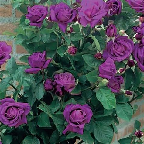 Climbing Rose Purple Climber Bare root plant Fragrant Rose - Budget Seeds