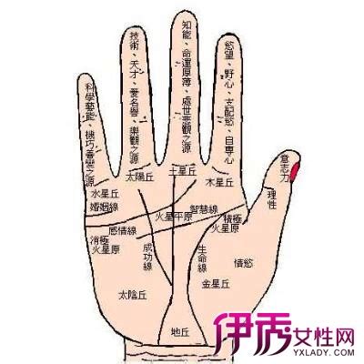 【女人手相图解大全】【图】女人手相图解大全解析 介绍你认识什么是手相八大丘！_伊秀星座|yxlady.com