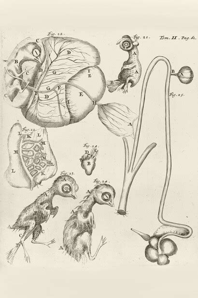 Marcello Malpighi | Meer