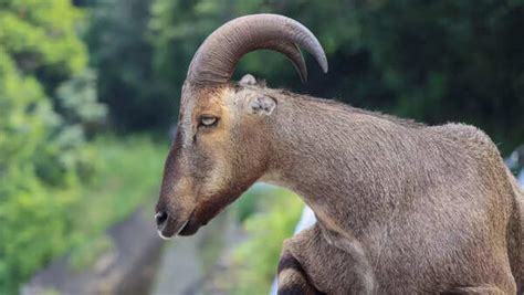 5 rare animals to spot in Indian rainforests - Times of India