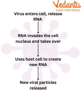 Image result for How Do Viruses Work