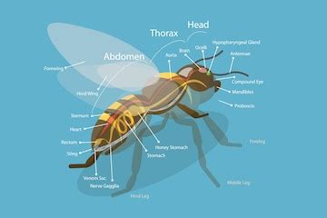 3d isometric flat vector illustration of anatomy of bee | Premium Vector