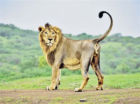 World lion day celebration in Gujarat