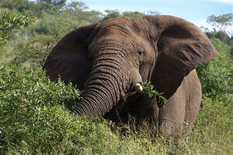 Elephant Coast - Where To Stay