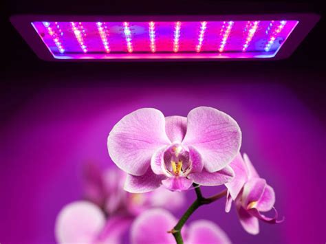 Light requirements for Orchids | Can we use artificial lights for Orch ...