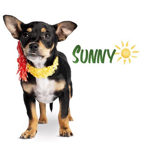 Truckee-Tahoe Humane Society hopes to warm hearts with Spring Tuesday ...