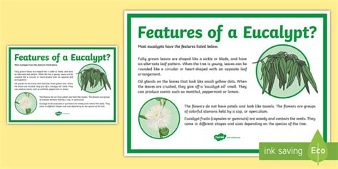 Features of a Eucalypt Tree Display Poster (teacher made)
