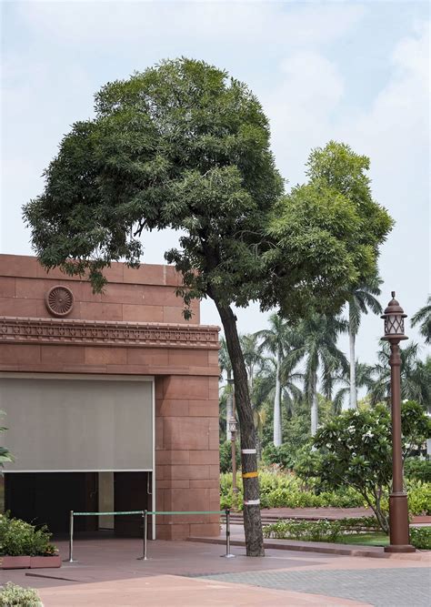 Parliament's 'number 01' tree poses security challenge, to be ...
