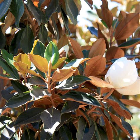Little Gem Southern Magnolia Tree | Plants Express