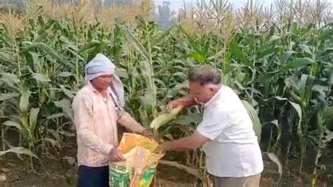 20 हजार रुपये की लागत में 4 लाख का मुनाफा, स्वीट कॉर्न की खेती से ...