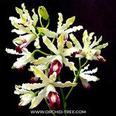 Buy Cattleya Orchids Online India | Cattleya Orchid | Orchid-tree ...