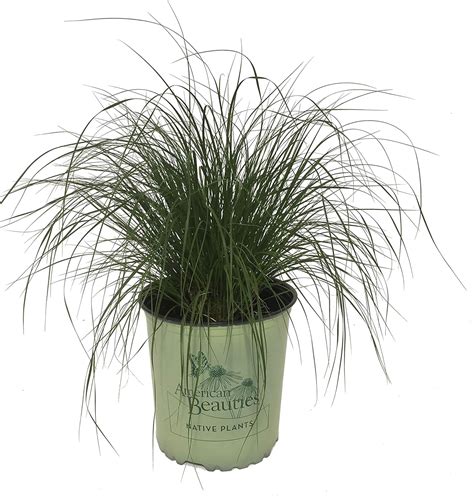 American Beauties Natives Prairie Dropseed Grass - India | Ubuy