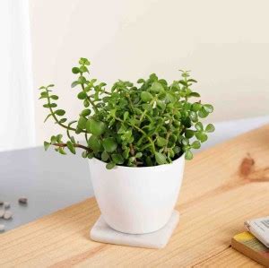 Basics21 Jade Plant Price in India - Buy Basics21 Jade Plant online at ...