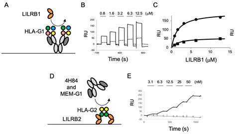 Evaluation of the Reactivity and Receptor Competition of HLA-G Isoforms ...