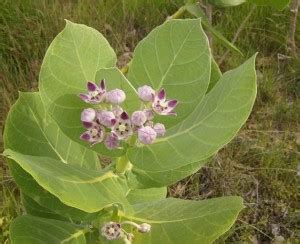 NV Heart Leaf Oxycardium Plant Price in India - Buy NV Heart Leaf ...