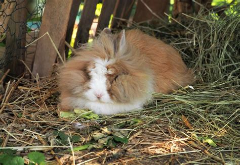 Health Checklist for Rabbits - FOUR PAWS International - Animal Welfare ...