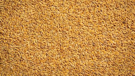 What is Rice Bran Nutritional Value Per 100g? – NutritionFact.in