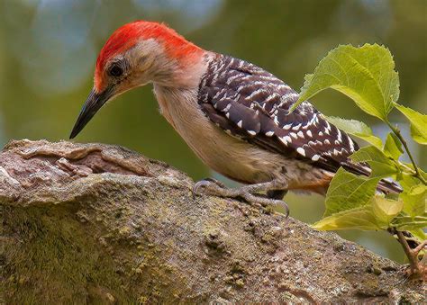 Types Of Woodpeckers