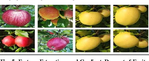 Image result for Tracking Algorithm Images Based On Fruits