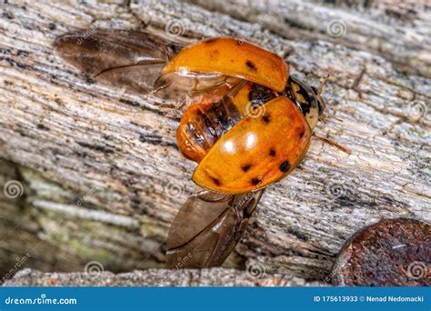 Extreme Magnification - Lady Bug with Spread Wings. Flying Ladybug ...
