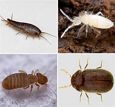 insettini bianchi in casa small insects in the apartment and their photos insettini bianchi in casa small insects in the apartment and their photos