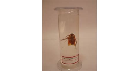 Image result for Cockroach Insert