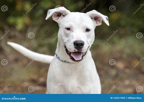 White Pit Bull Terrier Mix Puppy Dog Outside Wagging Tail and Panting ...