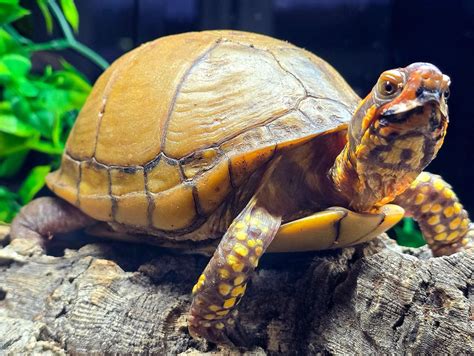 Image result for Turtle Shell Backpack for Custom Use