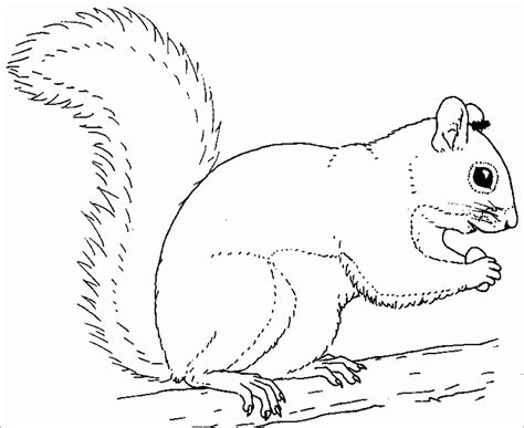 Squirrel Coloring Pages - ColoringBay