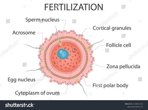 Image result for Process of Fertilization Diagram