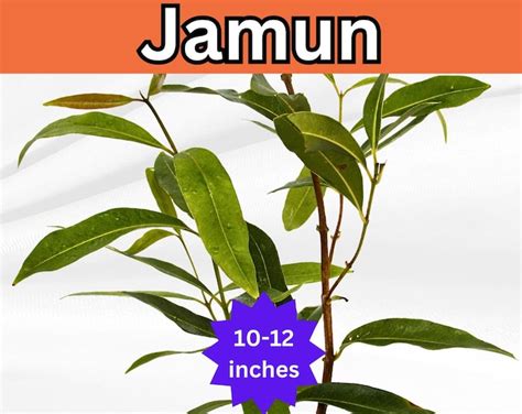 Image result for Java Plum Tree