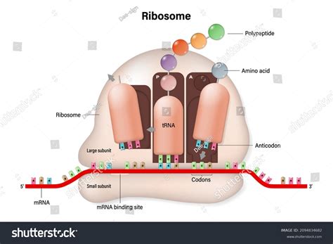 Ribosome Structure Process Translation Rna Directed Stock Vector (Royalty Free) 2094834682 ...