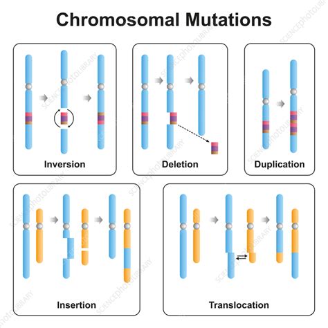 Image result for Sources of Mutation