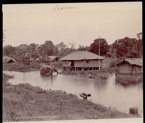 Assamese Man Seated on Elephant Near Pile Dwelling, Tea District Post ...