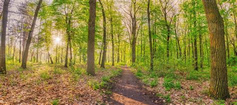 Beautiful Spring Forest 的图像结果