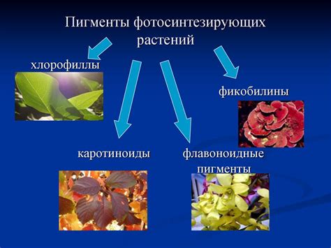 Фотосинтез. Общее уравнение фотосинтеза - презентация онлайн